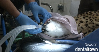 Dentist gives cheetah a root canal: 'Be sure not to eat anything real crunchy for a while'