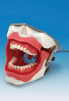 Dental Models At Buyamag inc Design Education Dental Resources For Dental Schools Teaching Programs 