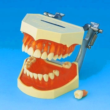 Buyamag.com we Design and Supply Dental Education Models, Manikins, Simulator Phantoms to Dental Schools for Teaching Students Dentistry Techniques, Procedures, Oral Examinations, Treatments  