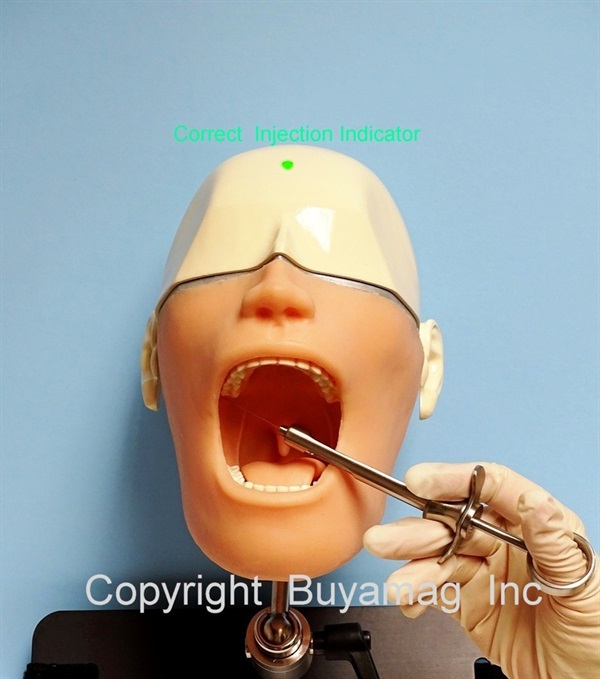Buyamag.com we Design and Supply Dental Education Models, Manikins, Simulator Phantoms to Dental Schools for Teaching Students Dentistry Techniques, Procedures, Oral Examinations, Treatments  