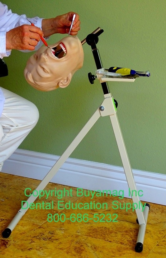 When it comes to Dental Education www.buyamag.com can offer complete selection of Dental Education Models for dental schools. 