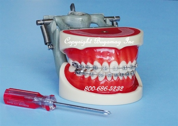 Orthodontic Models Precisely Provided By Buyamag Inc Teaching Manikin In Dental Schools. Models Available are of Class I, II and III Malocclusion, All Teeth With Perfect Morphology 