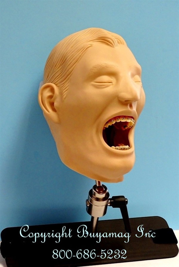 Dental Models At Buyamag inc Design Education Dental Resources For Dental Schools Teaching Programs 